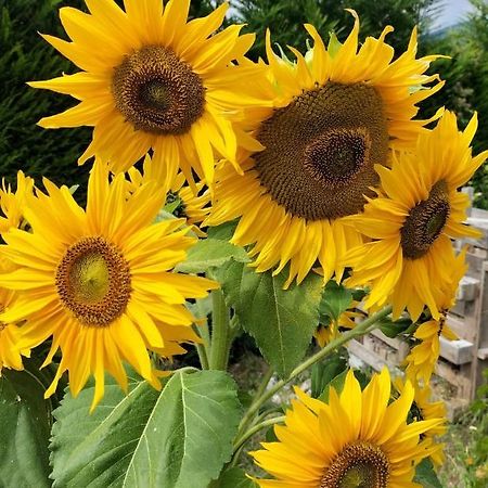 I Girasoli Санцено Екстер'єр фото