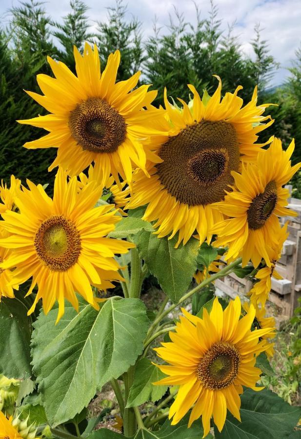 I Girasoli Санцено Екстер'єр фото