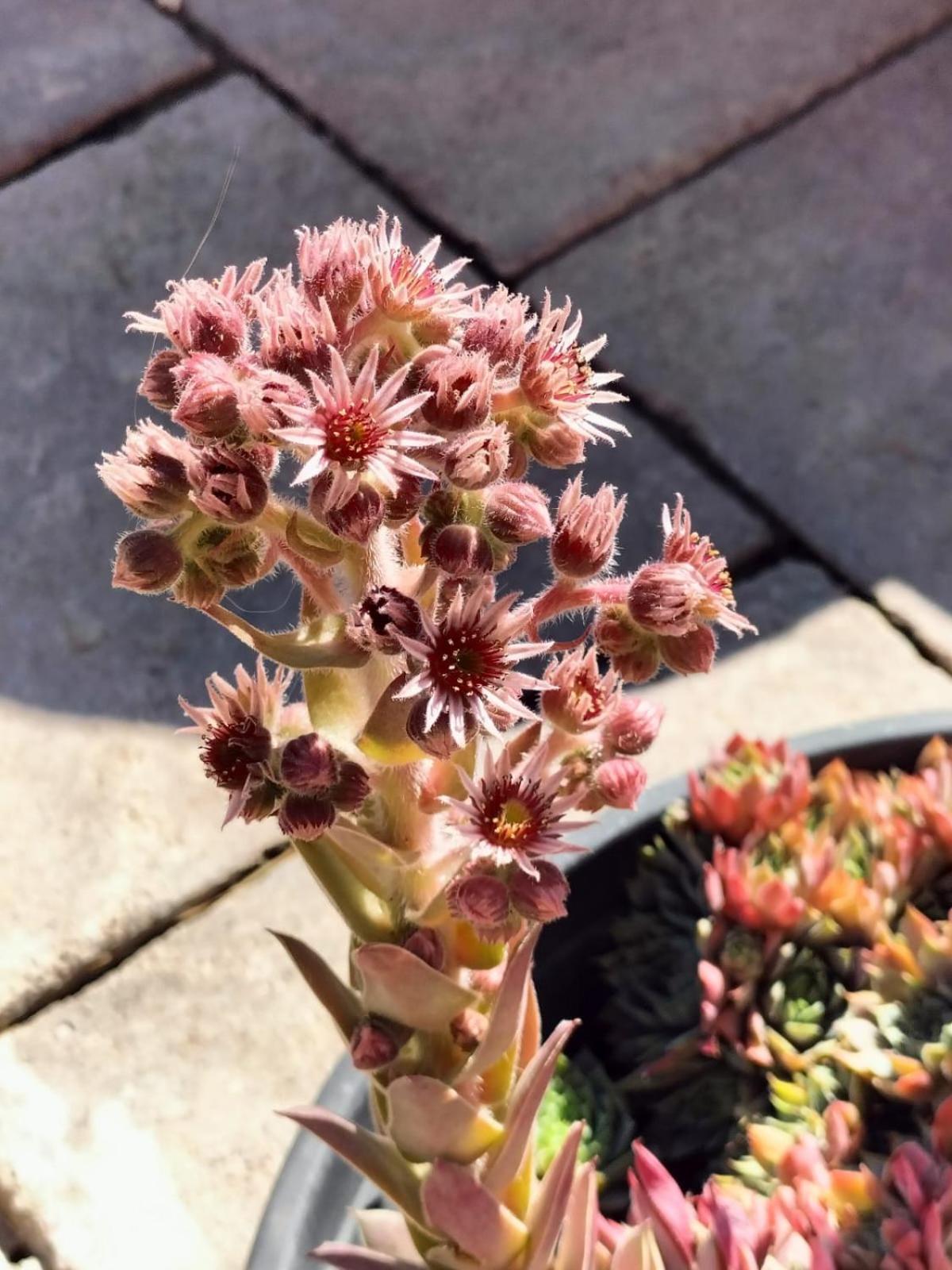 I Girasoli Санцено Екстер'єр фото