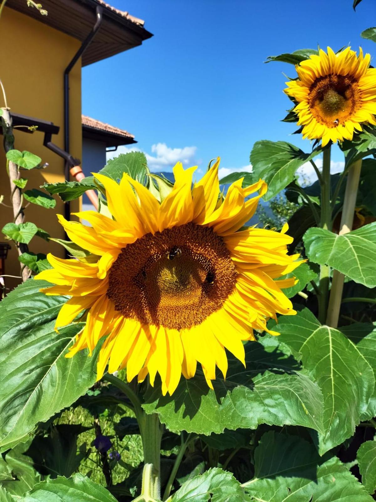 I Girasoli Санцено Екстер'єр фото