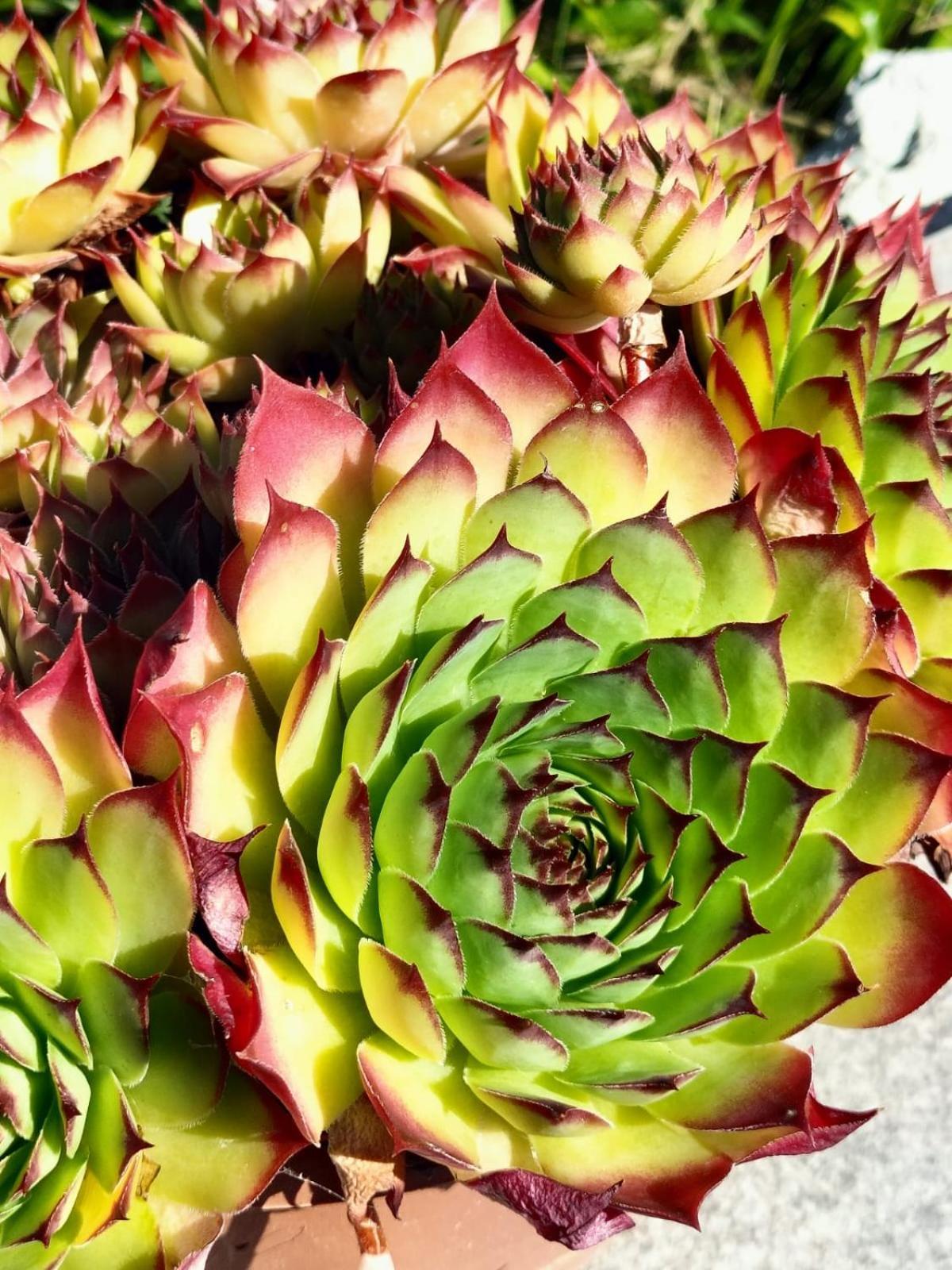 I Girasoli Санцено Екстер'єр фото